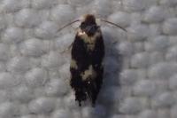 Ectoedemia
