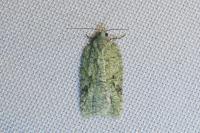 Acleris literana