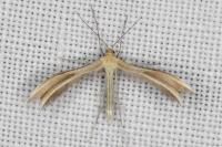 Merrifieldia malacodactyla