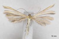Merrifieldia malacodactyla