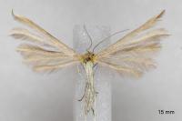 Merrifieldia malacodactyla
