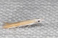 Coleophora acrisella