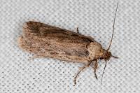 Depressaria pseudobadiella