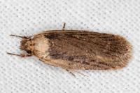 Depressaria pseudobadiella