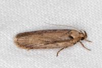Depressaria pseudobadiella