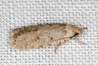 Agonopterix thapsiella