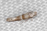 Cedestis subfasciella