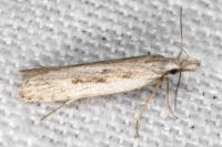 Dichomeris helianthemi