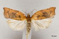 Acleris rhombana