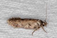 Depressaria douglasella