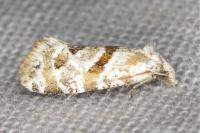 Aethes languidana