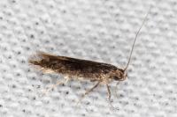 Oxypteryx immaculatella