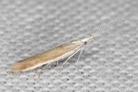 Coleophora acrisella