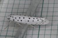 Yponomeuta