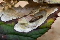 Coptotriche marginea