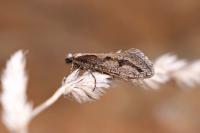 Eriocottis paradoxella