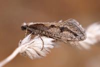 Eriocottis paradoxella