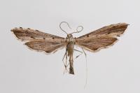 Agdistis melitensis