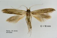 Opogona omoscopa