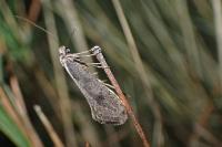 Eriocottis paradoxella