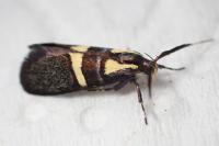 Dasycera oliviella