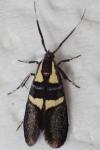 Dasycera oliviella