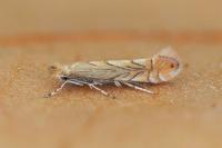 Phyllonorycter messaniella