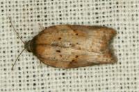 Acleris