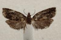 Ancylis achatana