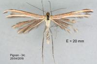 Merrifieldia leucodactyla