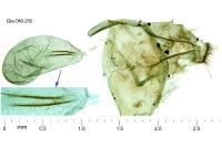 Merrifieldia leucodactyla