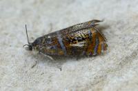 Olethreutes arcuella