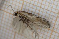 Eucosma cana