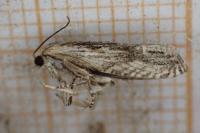 Eucosma cana