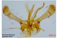 Parornix torquillella