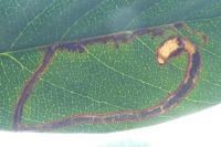 Lyonetia clerkella