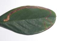 Lyonetia clerkella