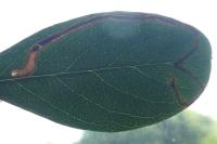 Lyonetia clerkella