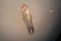 Ectoedemia haraldi