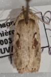 Agonopterix ocellana