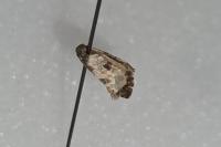 Neocochylis dubitana