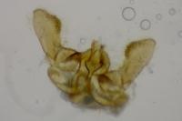 Bactra lancealana
