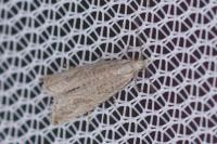 Bactra lancealana