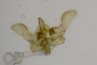 Bactra lancealana