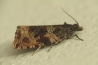 Orthotaenia undulana