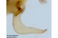 Bryotropha dryadella