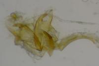 Coleophora adelogrammella