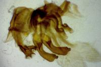 Agdistis bennetii