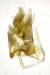 Agdistis bennetii