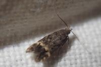 Monochroa sepicolella